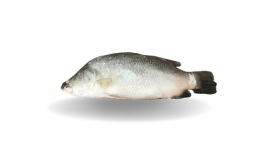 Koral Fish