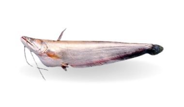 Boal Whole Fish