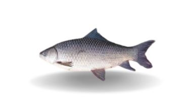 Kalibaush Whole