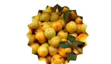 Tenga Boroi Bangladesh