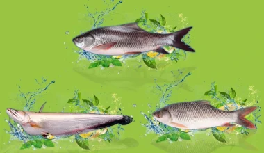 large Fish Bundle
